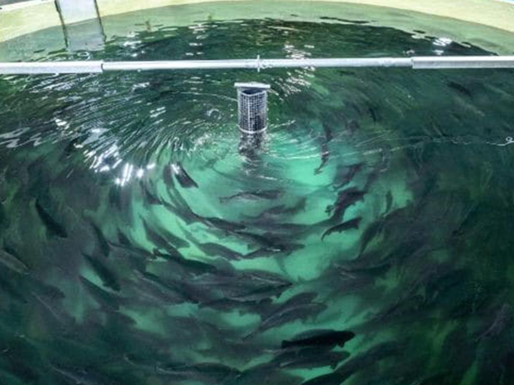 پرورش ماهی مدار بسته - پرشین آکوا