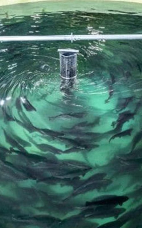 پرورش ماهی مدار بسته - پرشین آکوا